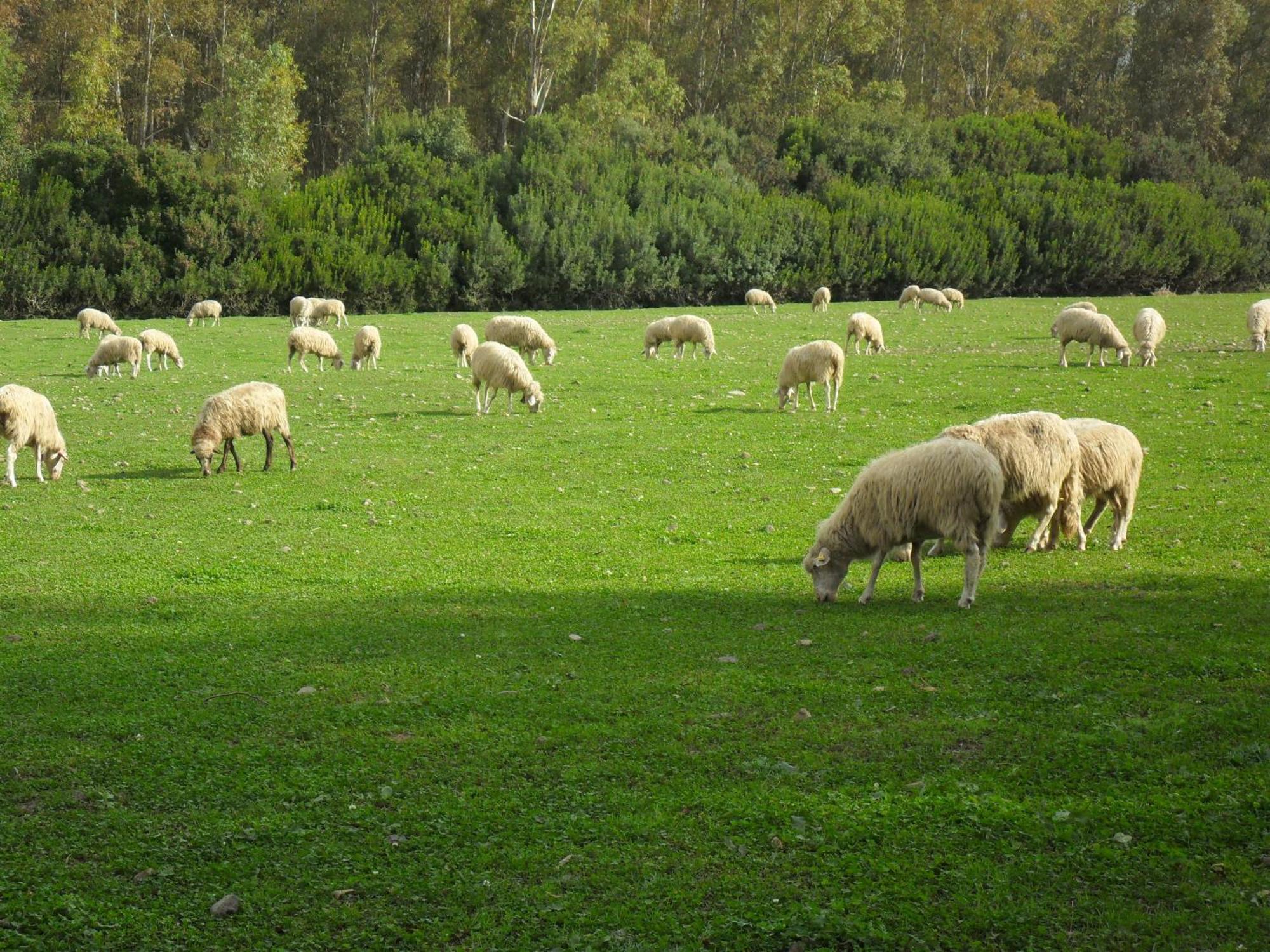 Agriturismo Casa Marmida Pardu Atzei Luaran gambar
